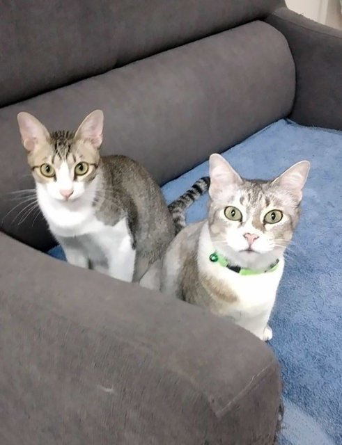  Kenny And Mandy - Domestic Short Hair Cat