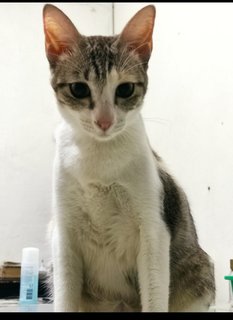 Lulu - Domestic Short Hair Cat