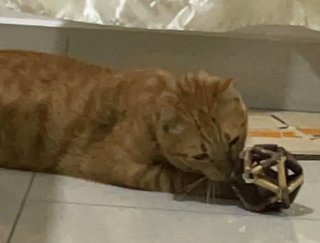 Garfield  - Domestic Short Hair Cat