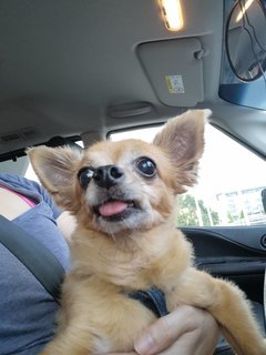 Boo - Chihuahua Dog