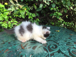 Fluffy Kitties  - Domestic Long Hair Cat