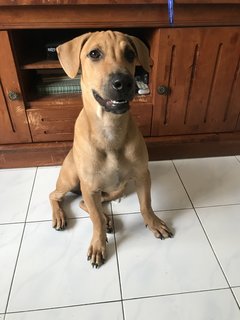 Jayden - Mixed Breed Dog