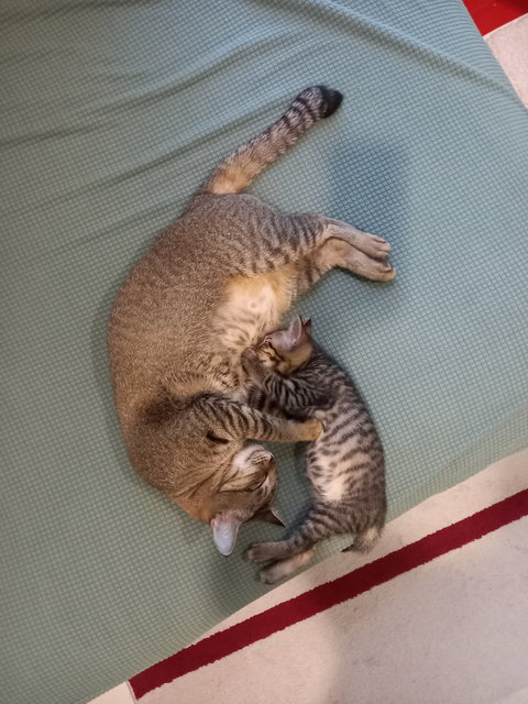 Punch &amp; Tiga - Domestic Short Hair Cat