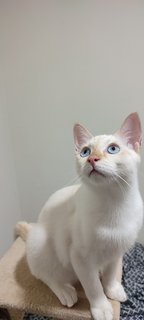 Akash - Domestic Short Hair Cat