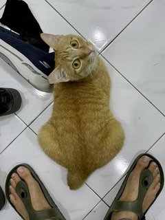 Amber - Domestic Short Hair Cat