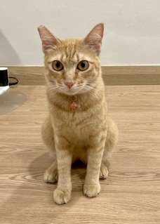 Amber - Domestic Short Hair Cat