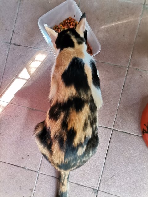 Mummy Tompok - Siamese Cat