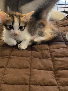 Callie - Domestic Medium Hair Cat
