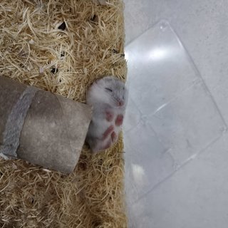 Bonie And Babies - Short Dwarf Hamster Hamster