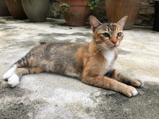 Tabby Girl ( The Bold One) - Domestic Short Hair Cat