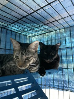 Easy &amp; Squeezy - Domestic Short Hair + Bengal Cat