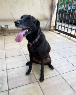 Mimi (Found At Mex Highway) - Mixed Breed Dog