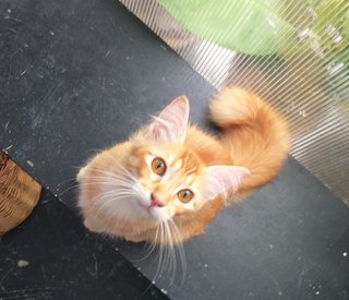 Teddy - Domestic Medium Hair Cat