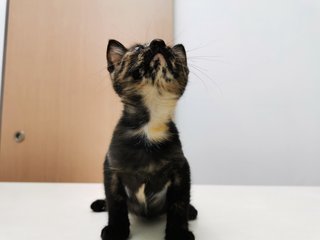 Kuaci - Domestic Short Hair Cat