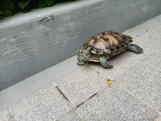 Sami - Turtle Reptile
