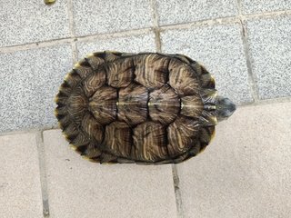 Sami - Turtle Reptile