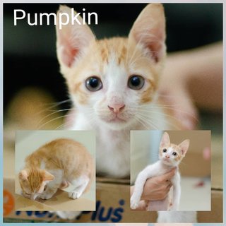 Pumpkin - Domestic Short Hair Cat