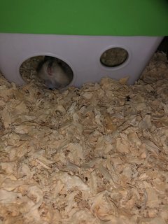 Mj’s Hamster - Short Dwarf Hamster Hamster