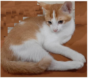 Tuna - Domestic Short Hair + Domestic Medium Hair Cat