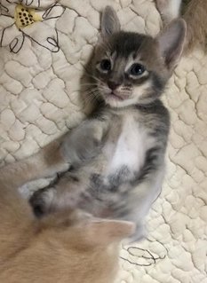 Kakak - Domestic Short Hair Cat