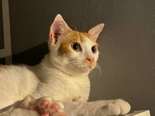 Aladdin - Domestic Short Hair Cat