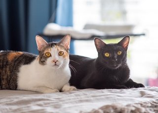 Cedar &amp; Ebony - Domestic Short Hair Cat