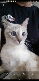 Siamese  Kitten - Siamese Cat