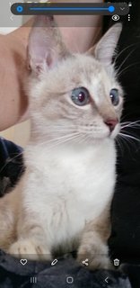 Siamese  Kitten - Siamese Cat