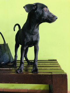 Archie - Miniature Pinscher Dog