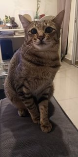 Meeka - Tabby Cat