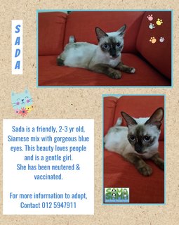 Sada Adopted - Siamese + Domestic Medium Hair Cat