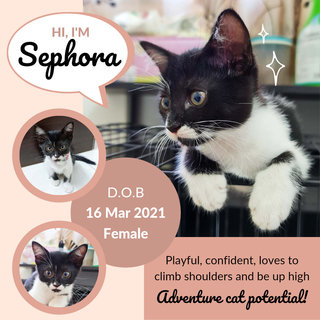 Sephora - Domestic Short Hair Cat