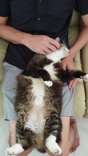 Arthur - Domestic Medium Hair Cat