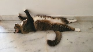 Arthur - Domestic Medium Hair Cat
