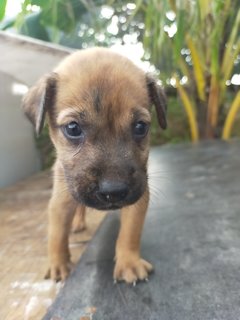 Pepper - Mixed Breed Dog