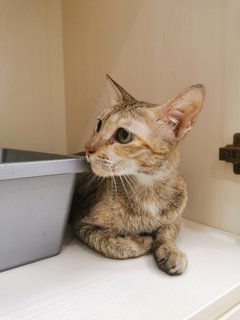 Nomi - Domestic Short Hair Cat