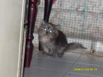 Tania - Domestic Long Hair + Persian Cat