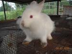 Mini Lionhead - Lionhead + Dwarf Rabbit