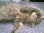 Charcoal - Domestic Long Hair Cat