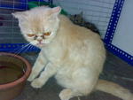 Ameral - Exotic Shorthair Cat