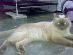 Lulu - Birman Cat