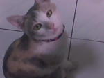 Miez Bulat - Domestic Short Hair Cat