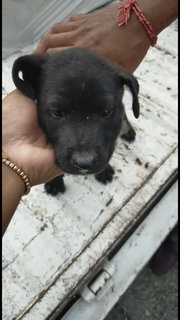Black , Pepper , Coco, Browny - Mixed Breed Dog