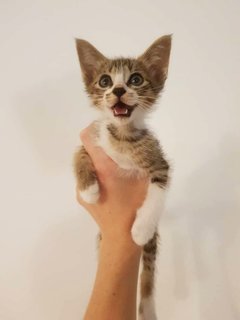 The Birdsong Babies - Domestic Short Hair Cat