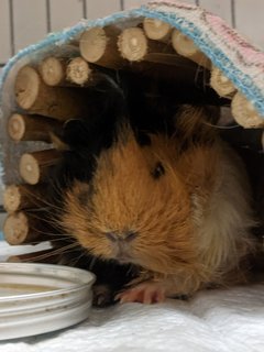 Tuktuk - Guinea Pig Small & Furry