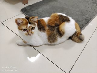 Mochi - Domestic Medium Hair Cat