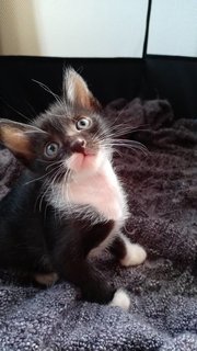 Humphrey - Tuxedo Cat
