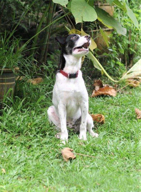 Oreo The Happy Dog - Mixed Breed Dog