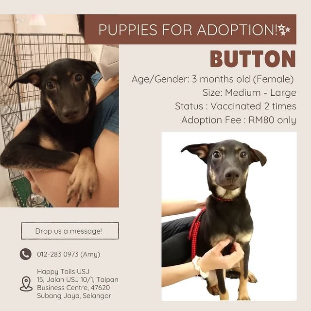 Button - Mixed Breed Dog