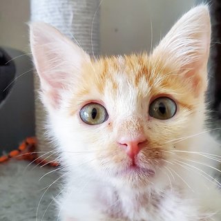 Cuddles Bubbles  - Domestic Short Hair Cat